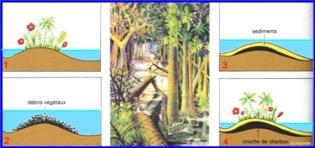 Charbon_carbonifère